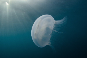 Aurelia jellyfish is swimming toward the sun by Dmitry Starostenkov 